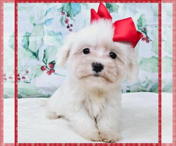 Medium Photo #3 Maltipoo Puppy For Sale in TAYLOR, TX, USA