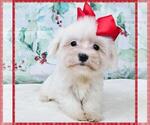 Small Photo #3 Maltipoo Puppy For Sale in TAYLOR, TX, USA
