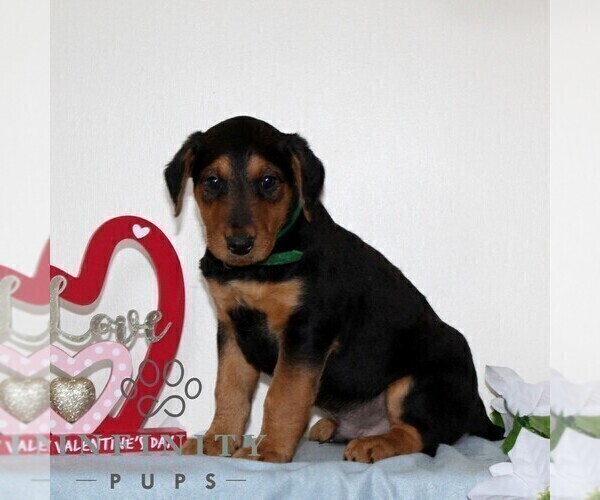 Medium Photo #3 Airedale Terrier Puppy For Sale in HOLTWOOD, PA, USA