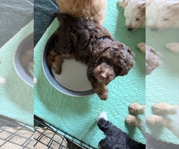 Medium Photo #1 Aussiedoodle Puppy For Sale in ASHEVILLE, NC, USA