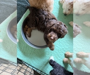 Medium Aussiedoodle