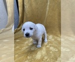 Small Photo #8 Labrador Retriever Puppy For Sale in AZUSA, CA, USA