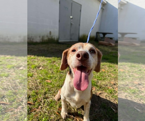 Medium Photo #2 Beagle Puppy For Sale in Tampa, FL, USA