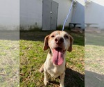 Small #1 Beagle