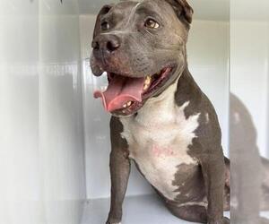 American Pit Bull Terrier-Unknown Mix Dogs for adoption in Houston, TX, USA