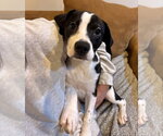 Small #3 American Boston Bull Terrier