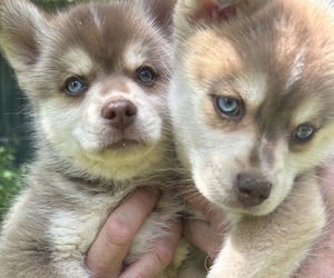 Pomsky Litter for sale in NORWICH, NY, USA