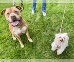 Small #3 American Pit Bull Terrier-American Staffordshire Terrier Mix