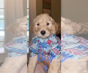 Goldendoodle-Poodle (Standard) Mix Puppy for sale in KINGSTON, GA, USA