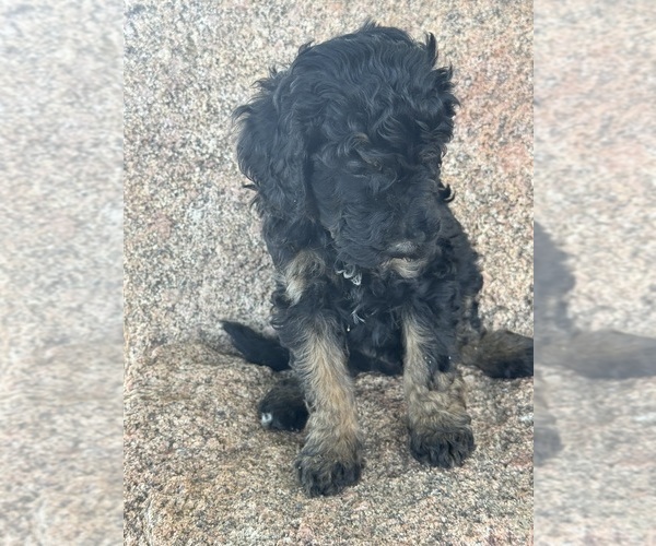 Medium Photo #16 Poodle (Miniature)-Poodle (Standard) Mix Puppy For Sale in LONGMONT, CO, USA