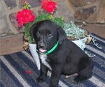 Puppy 8 Labrador Retriever-Unknown Mix