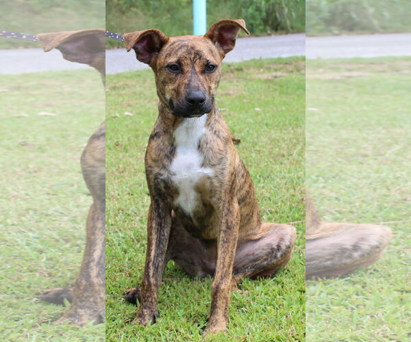 Medium Photo #2 Black Mouth Cur-Unknown Mix Puppy For Sale in Prattville, AL, USA