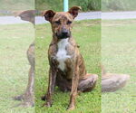 Small #1 Black Mouth Cur Mix