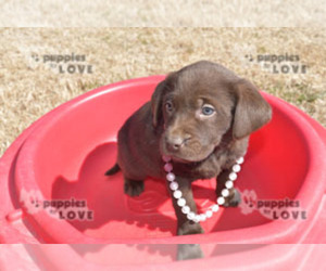 Labrador Retriever Puppy for sale in SANGER, TX, USA