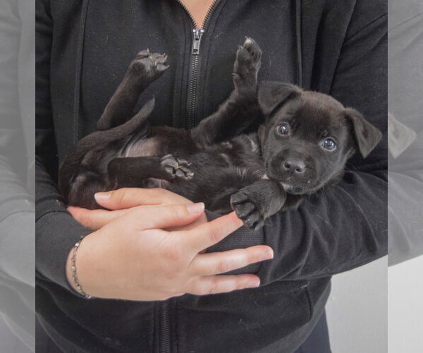 Medium Photo #5 Mutt Puppy For Sale in Huntley, IL, USA