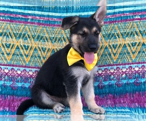 German Shepherd Dog Puppy for sale in RISING SUN, MD, USA