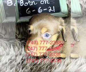 Dachshund Puppy for sale in SANTA CLARITA, CA, USA