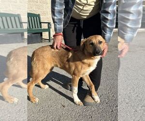 Great Pyrenees-Unknown Mix Dogs for adoption in Silver Spring, MD, USA