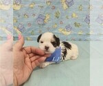 Small #1 Morkie