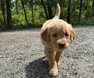 Golden Retriever Puppy for sale in HAMMONTON, NJ, USA