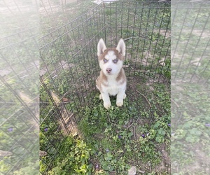 Siberian Husky Puppy for sale in NASHVILLE, TN, USA