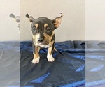 Small #9 American Bully