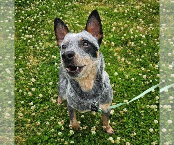 Medium Photo #10 Mutt Puppy For Sale in Highland, IL, USA