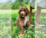 Small Photo #3 Poodle (Standard)-Unknown Mix Puppy For Sale in LEXINGTON, IN, USA