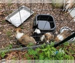 Small Photo #7 Collie Puppy For Sale in BYRAM, MS, USA