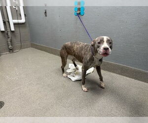 American Pit Bull Terrier-Unknown Mix Dogs for adoption in Las Vegas, NV, USA