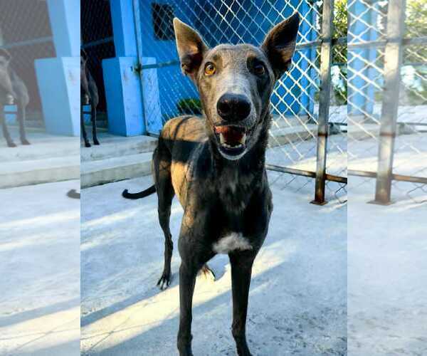 Medium Photo #1 Greyhound Puppy For Sale in Cherry Hill, NJ, USA