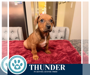 Labrador Retriever-Unknown Mix Dogs for adoption in Kimberton, PA, USA