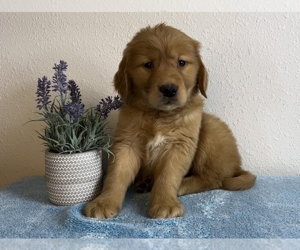 Medium Photo #6 Golden Retriever Puppy For Sale in FRANKLIN, IN, USA
