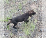Small Photo #33 German Shorthaired Pointer Puppy For Sale in GRAND ISLAND, NE, USA