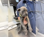 Small #5 Cane Corso