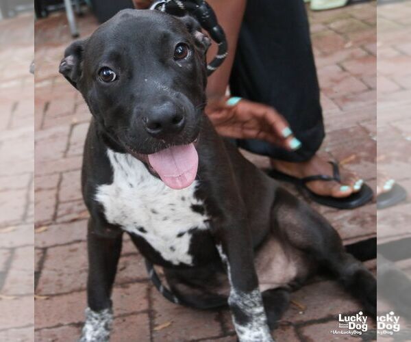 Medium Photo #5 Lab-Pointer Puppy For Sale in Washington, DC, USA