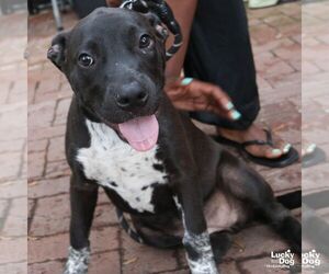 Tina Sue - Female Lab-Pointer Dog for Adoption - Photo #5