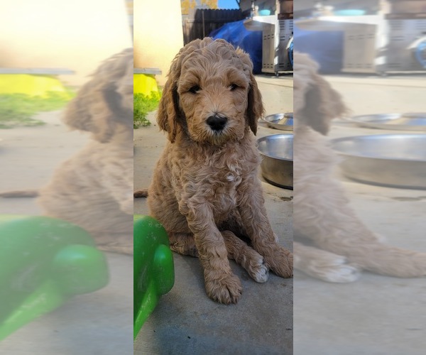 Medium Photo #6 Goldendoodle Puppy For Sale in PERRIS, CA, USA