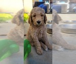 Small Photo #6 Goldendoodle Puppy For Sale in PERRIS, CA, USA