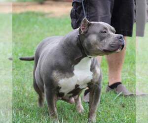 Mother of the American Bully puppies born on 09/27/2020