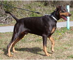 Small #1 Doberman Pinscher
