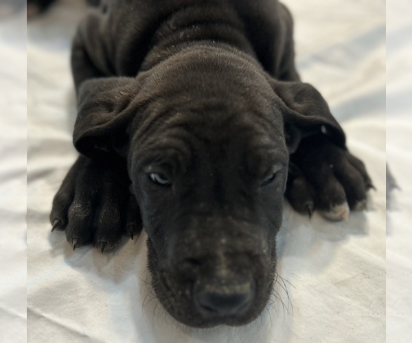 Medium Photo #8 Great Dane Puppy For Sale in CLANTON, AL, USA