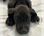 Small Photo #8 Great Dane Puppy For Sale in CLANTON, AL, USA