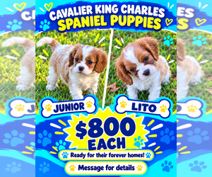 Cavalier King Charles Spaniel Puppy for sale in GLEN BURNIE, MD, USA