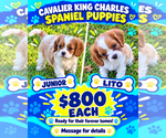 Junior Lito - Male Cavalier King Charles Spaniel Puppy for Sale - Small photo