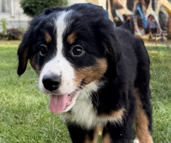 Medium Photo #35 Bernese Mountain Dog Puppy For Sale in SPRINGFIELD, OH, USA