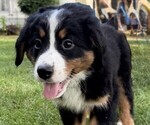 Small Photo #35 Bernese Mountain Dog Puppy For Sale in SPRINGFIELD, OH, USA