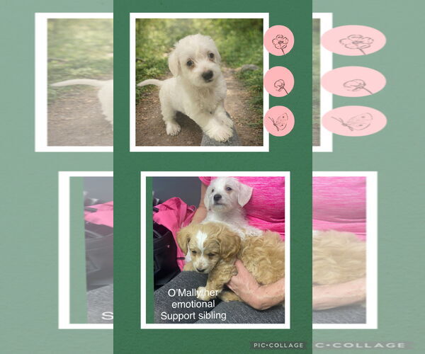 Medium Photo #3 Poodle (Toy)-Unknown Mix Puppy For Sale in Menifee, CA, USA