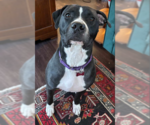 Small #1 American Pit Bull Terrier Mix