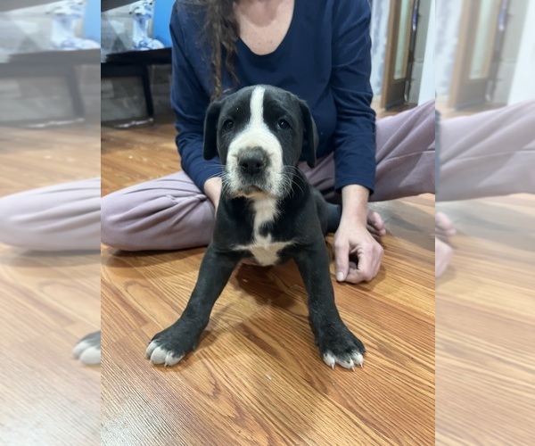 Medium Photo #1 Great Dane Puppy For Sale in MAYSVILLE, KY, USA